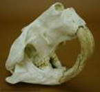 giant beaver skull fossil