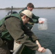 Governor Pawlenty stocks walleye fry in a Department of Natural Resources fish stocking exercise on ...
