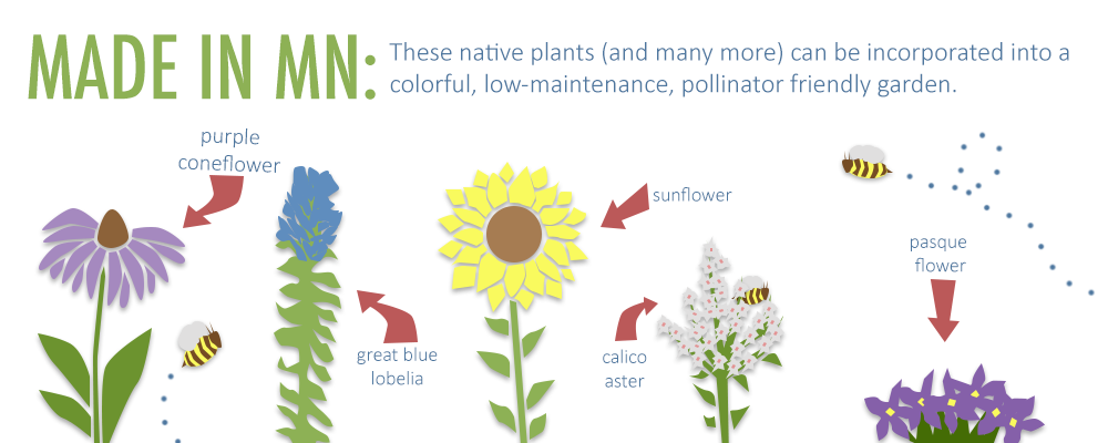 Image of a purple coneflower, a great blue lobelia, a sunflower, a calico aster, a pasque flower, and bees floating between them. Text: Made in MN: these native plants and many more can be incorporated into a colorful, low-maintenance, pollinator friendly garden. 